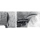 STAYER Hercules, 250 мм, правые ножницы по металлу, Professional (2321) купить в Сочи